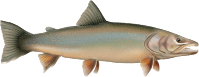 Bull Trout Regulations