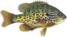 Pumpkinseed