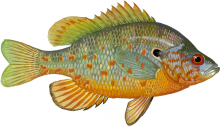 Orange-spotted Sunfish | What To Fish